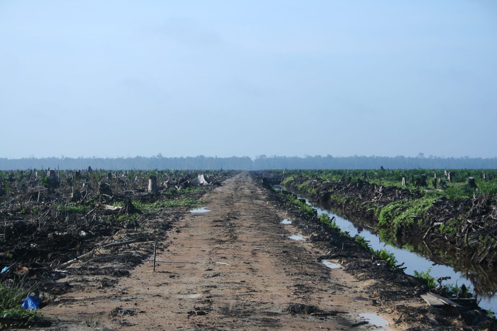 Cleared and planted land on an oil palm concession in Riau, Sumatra, stretching to the horizon.
